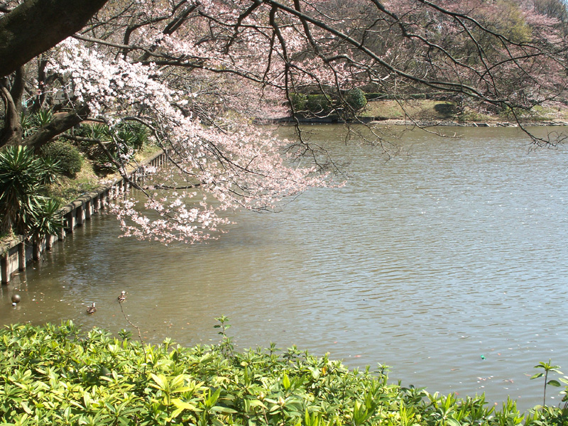三ツ池公園の桜(2009/4/2)