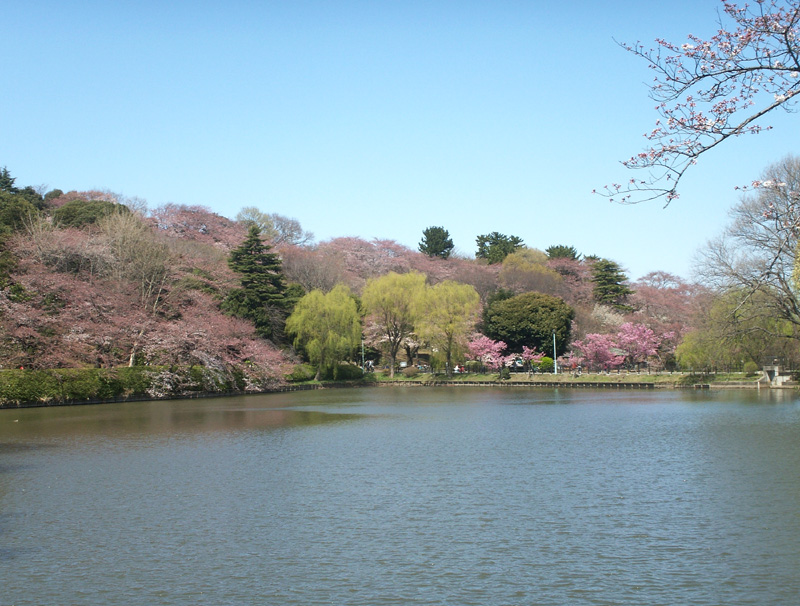 三ツ池公園の桜(2009/4/2)