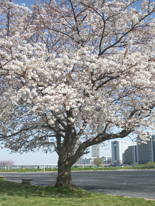 多摩川河川敷の桜(2009/4/3)