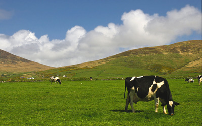 Ireland cows