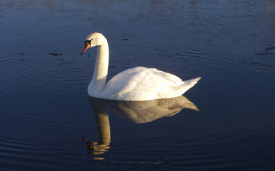 Swan in canal