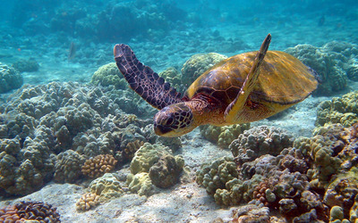 hawaii_turtle.jpg