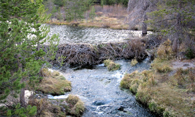 Beaver Dam. Copyright (c) Walter Siegmund, BabaTaka. This file is licensed under the CC-BY 2.5 license.