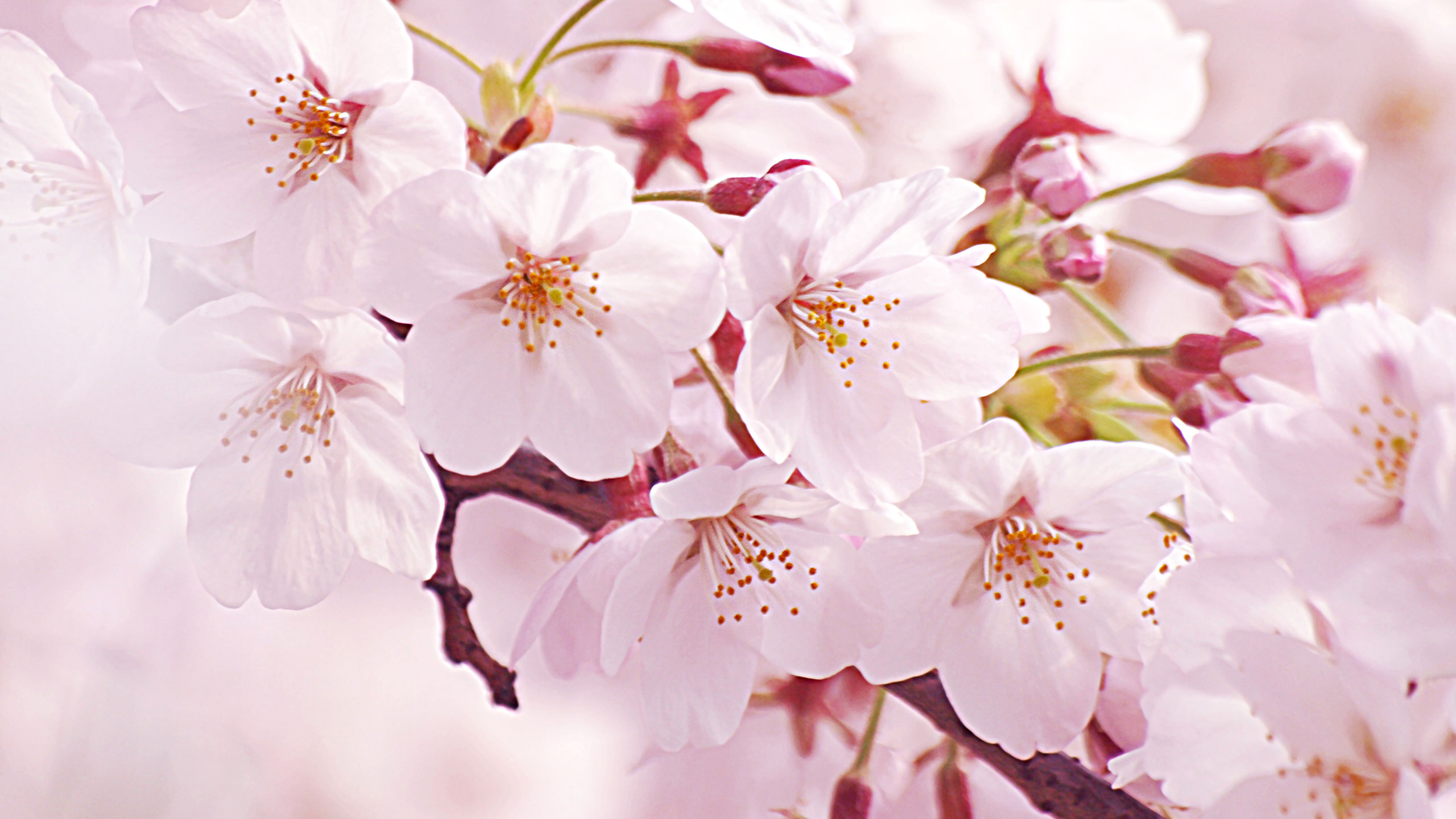 今日の壁紙 桜 Ringoon Pop