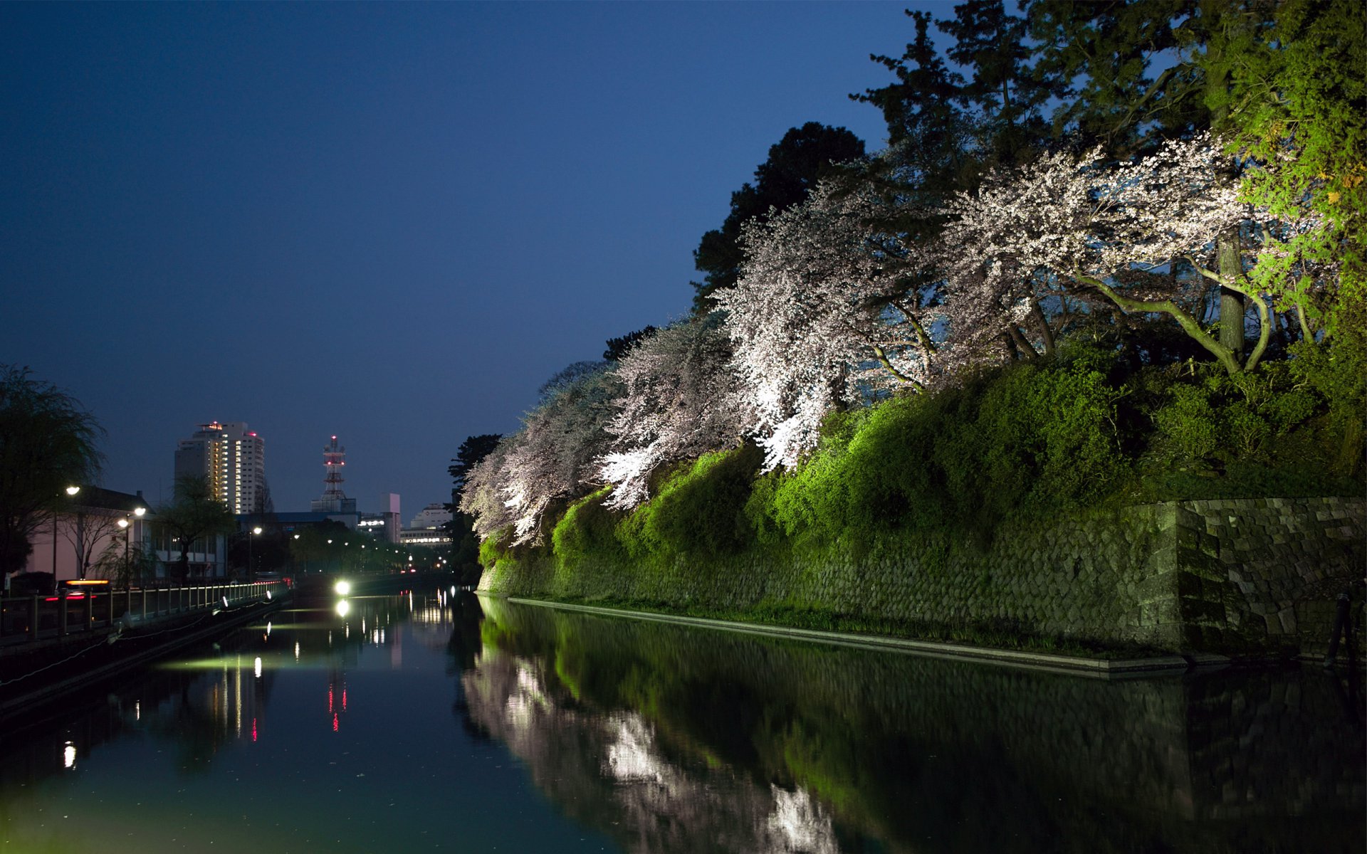 今日の壁紙 駿府城の夜桜 Ringoon Pop